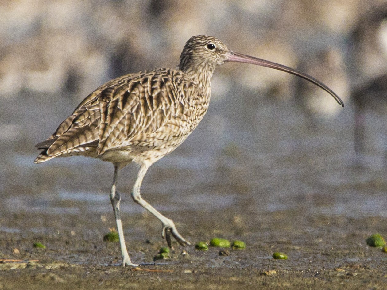 Far Eastern Curlew - Oscar Thomas