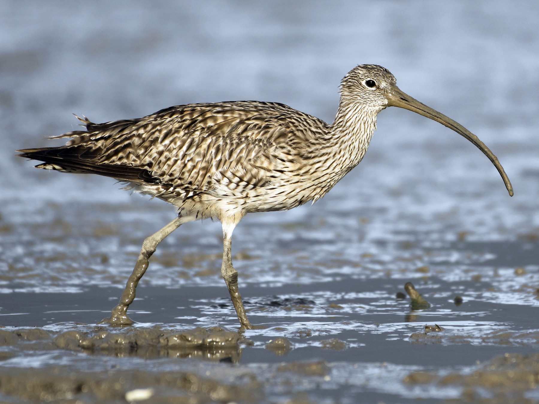 Far Eastern Curlew - Lucas Brook