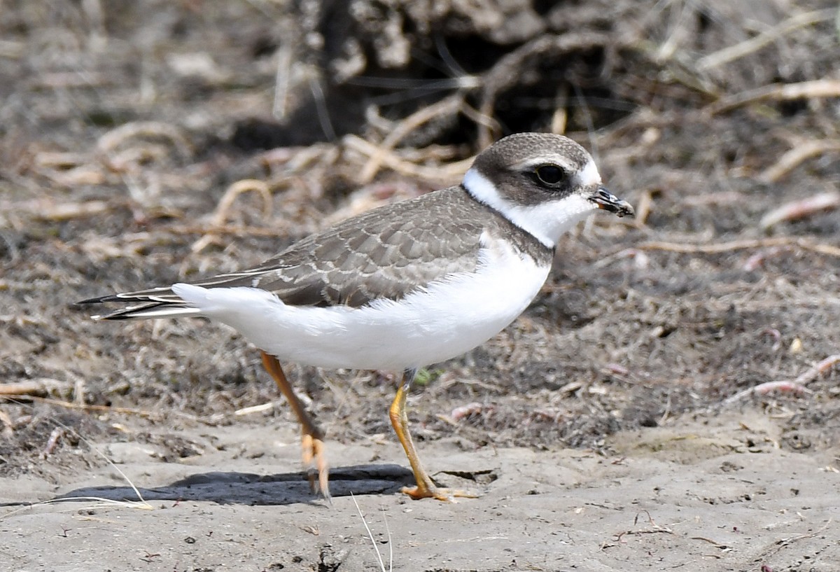 Semipalmated Plover - ML117377791