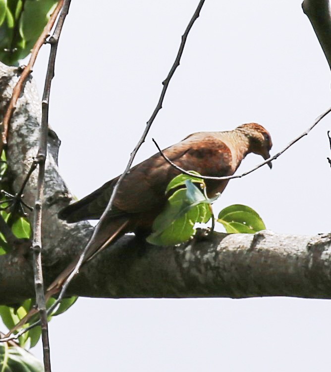 Timor Cuckoo-Dove - Jafet Potenzo Lopes
