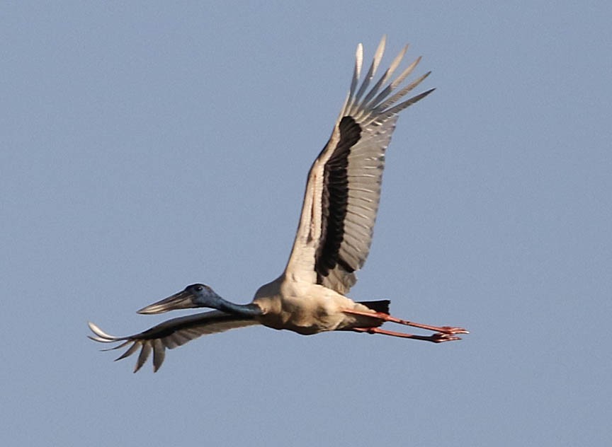 Black-necked Stork - Mark Dennis