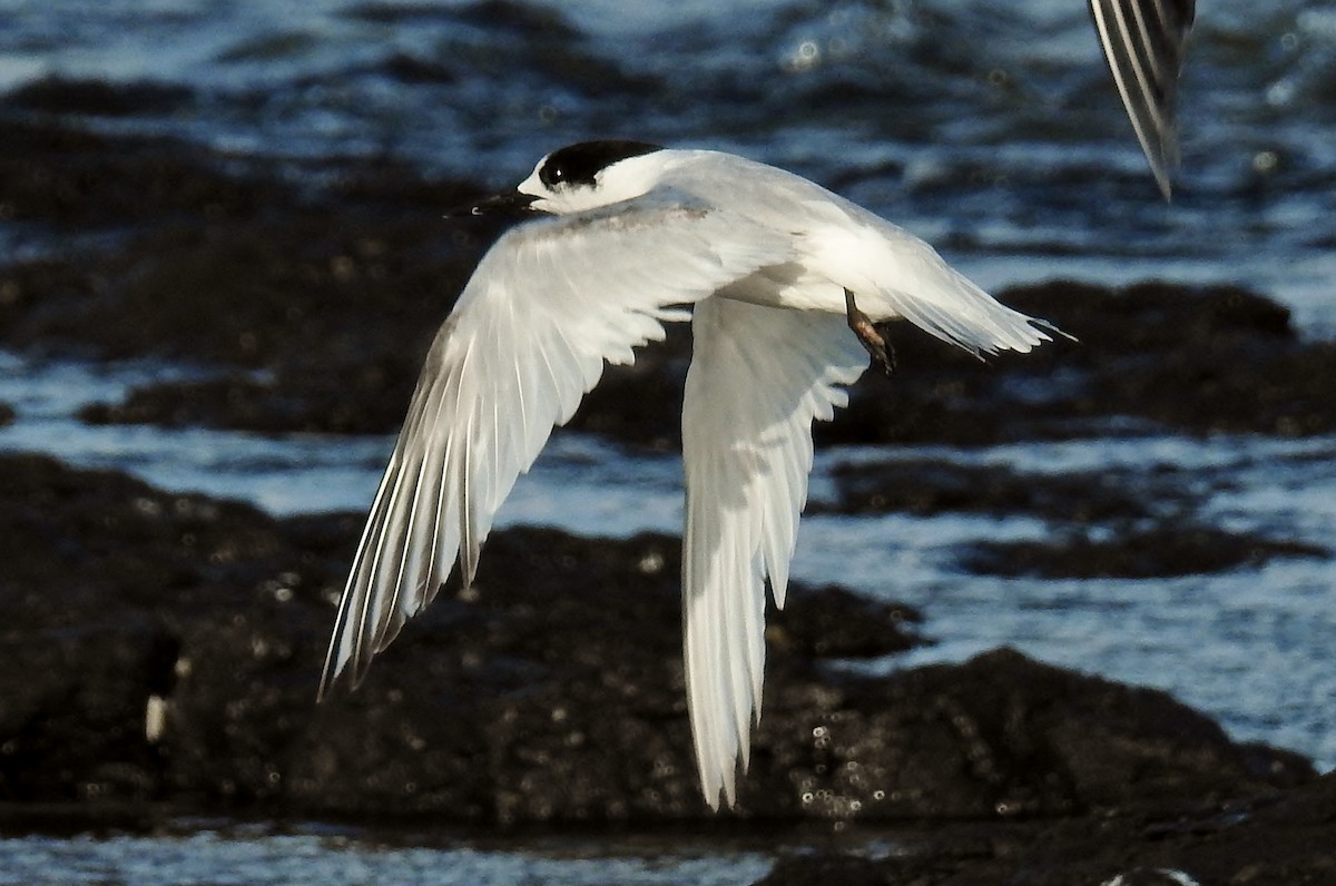 White-fronted Tern - Steven McBride
