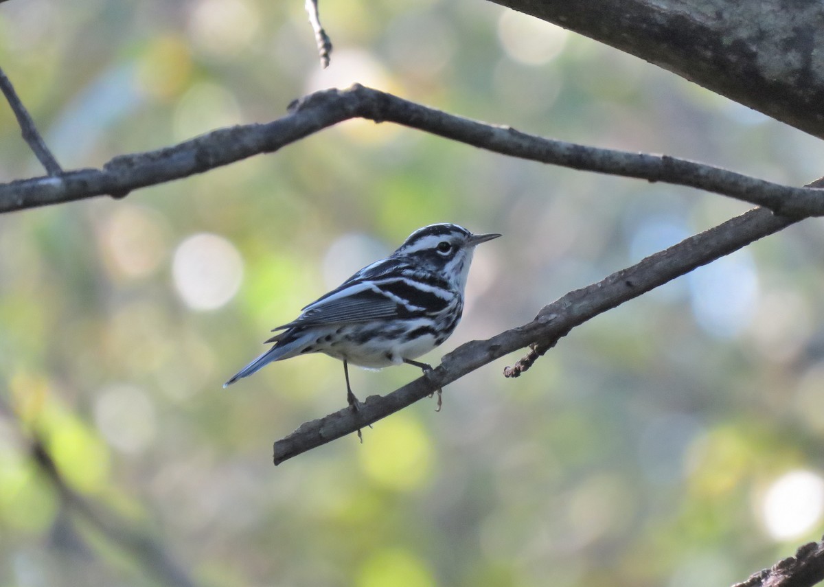 Black-and-white Warbler - ML117385111