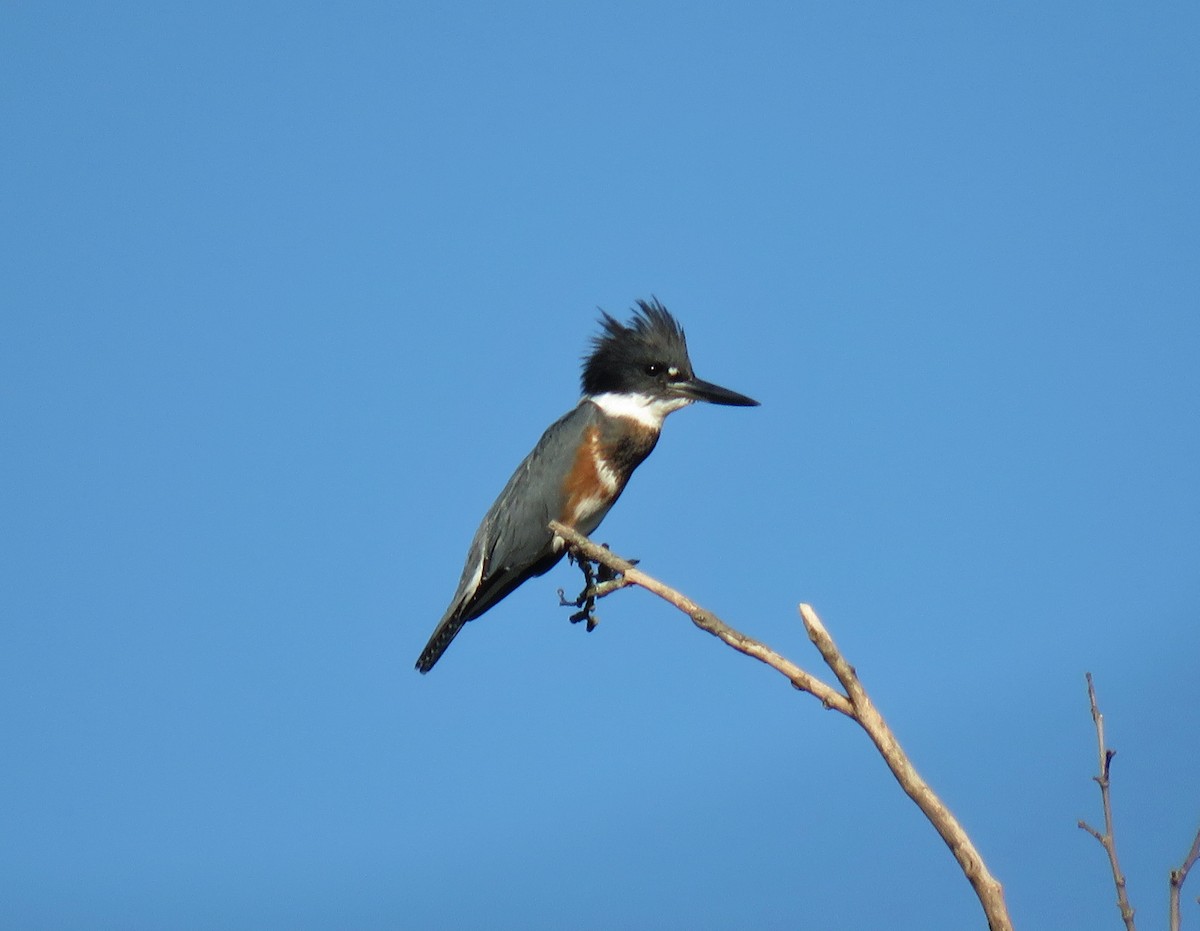 Belted Kingfisher - Mark Goodwin