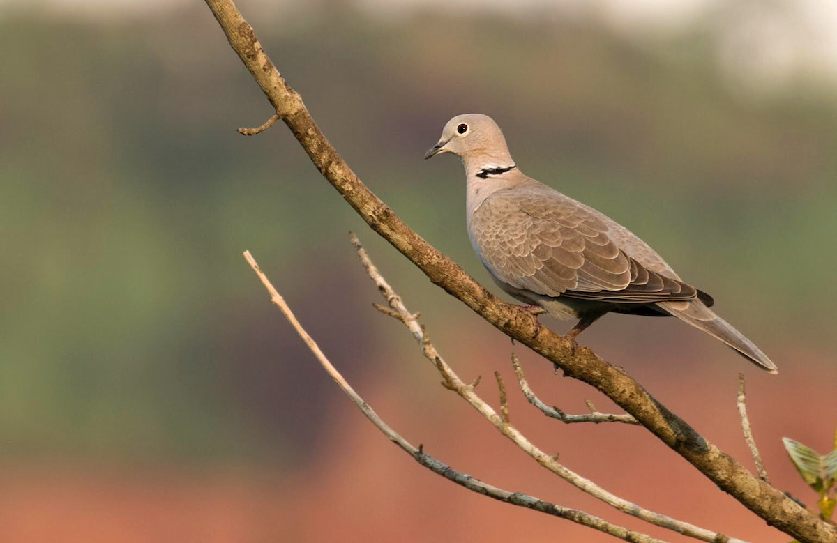 Eurasian Collared-Dove - Arnold Goveas
