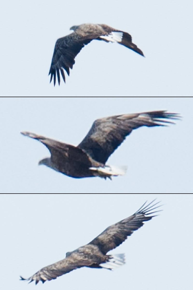 White-tailed Eagle - ML117387931