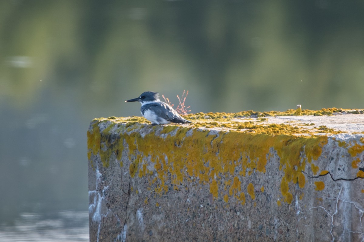 Belted Kingfisher - ML117388031