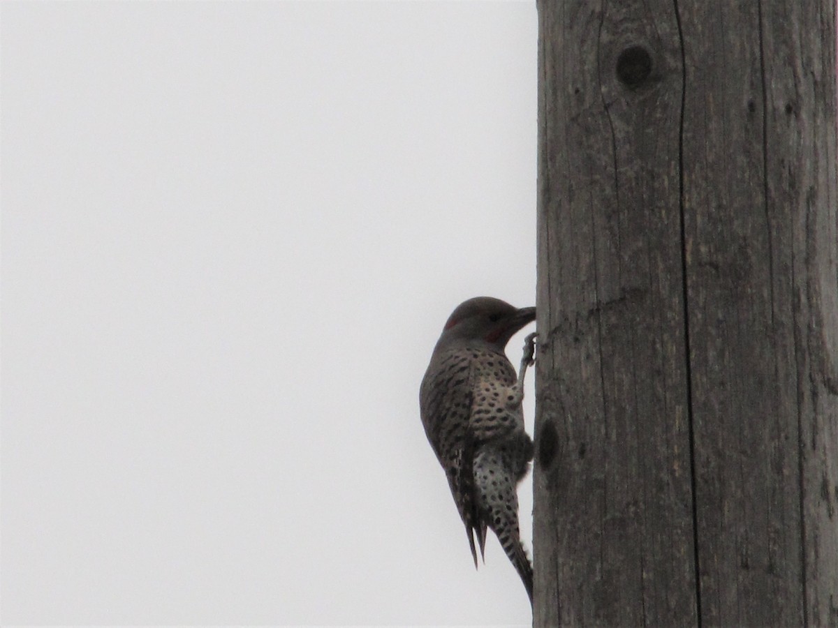 Northern Flicker (Yellow-shafted x Red-shafted) - ML117388401