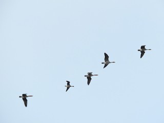 Greater White-fronted Goose, ML117389231