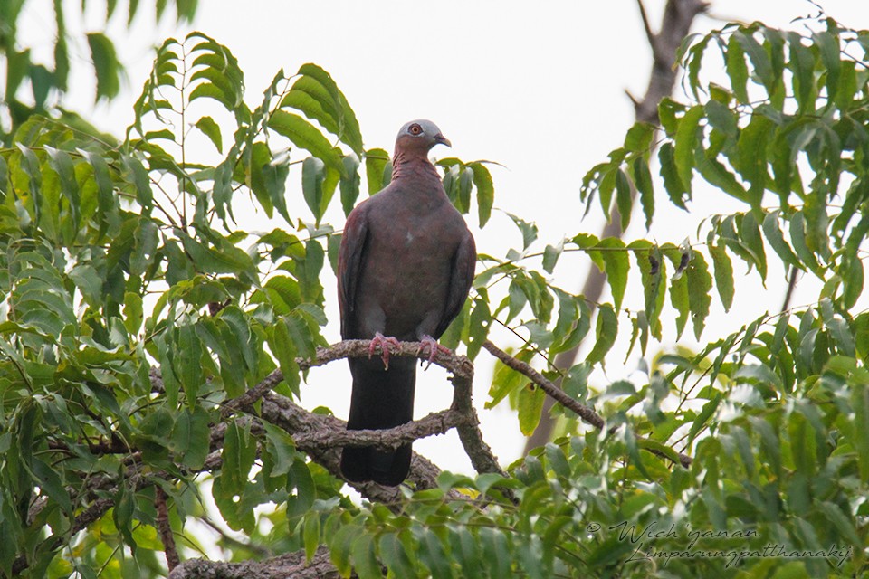 Pale-capped Pigeon - ML117389321