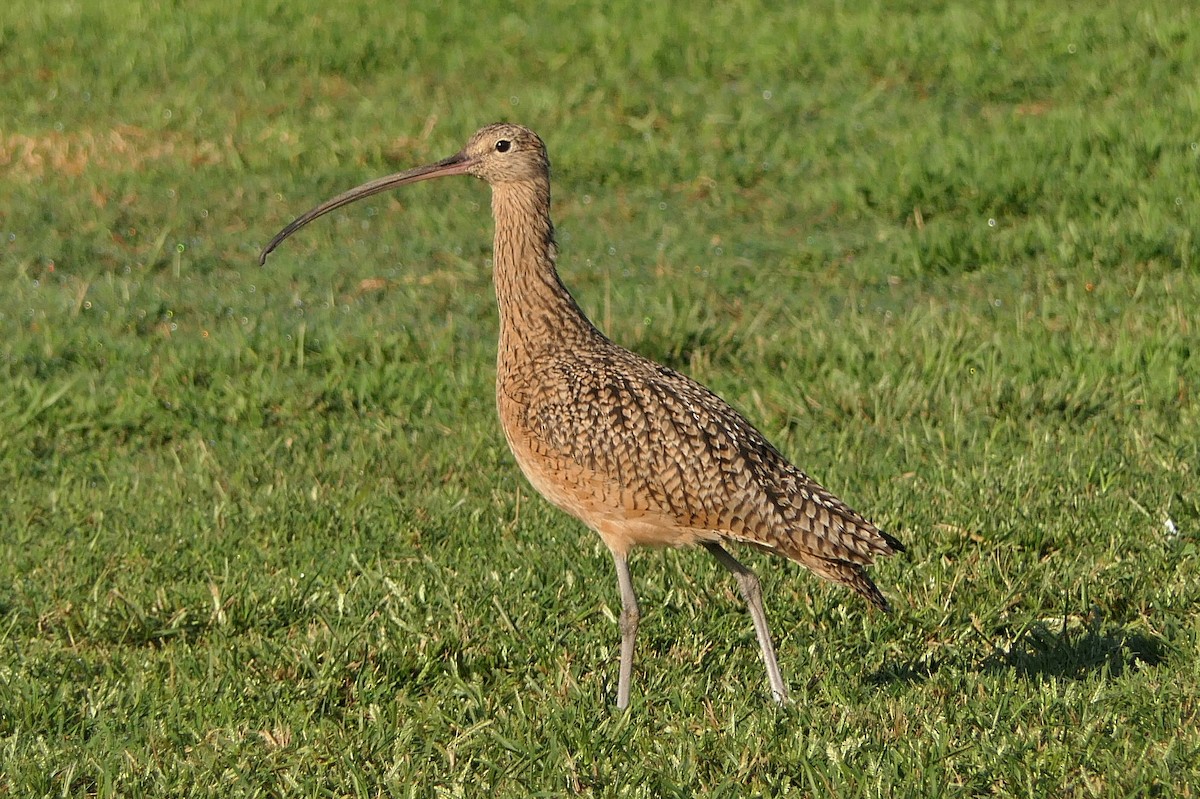 Long-billed Curlew - ML117392731