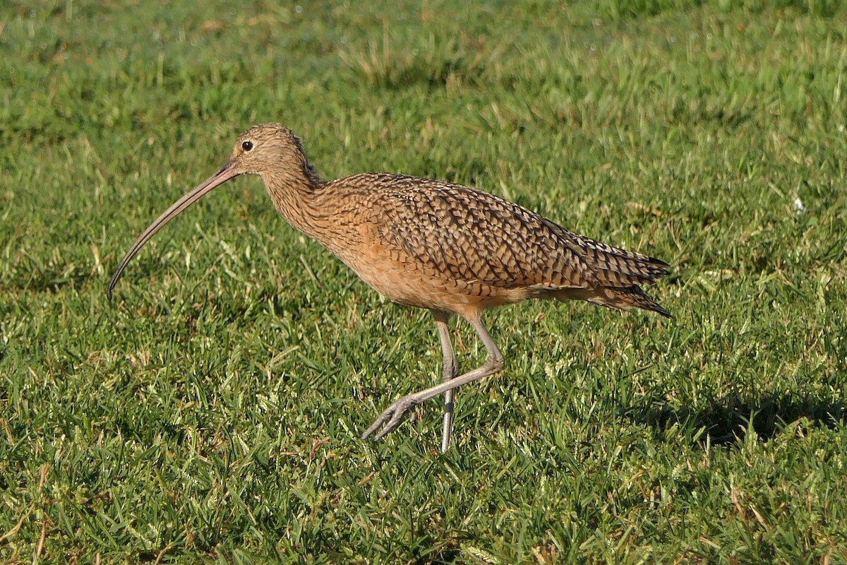 Long-billed Curlew - ML117392741