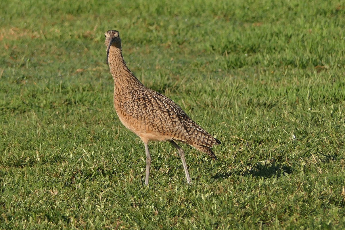 Long-billed Curlew - ML117392751