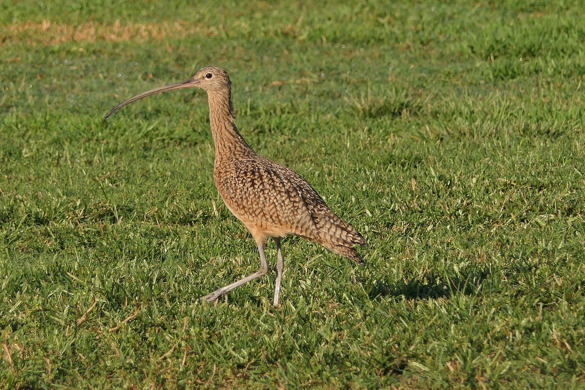 Long-billed Curlew - ML117392781