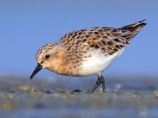  - Red-necked Stint