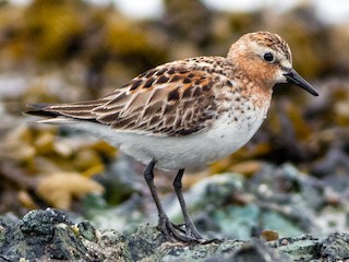  - Red-necked Stint