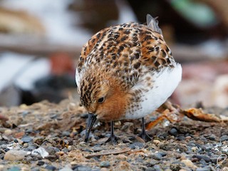 トウネン - eBird