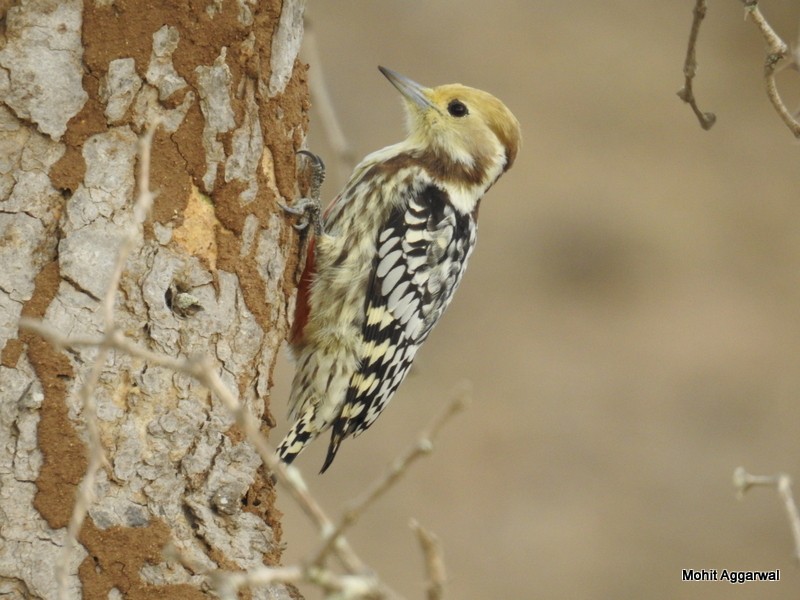 Yellow-crowned Woodpecker - Mohit Aggarwal
