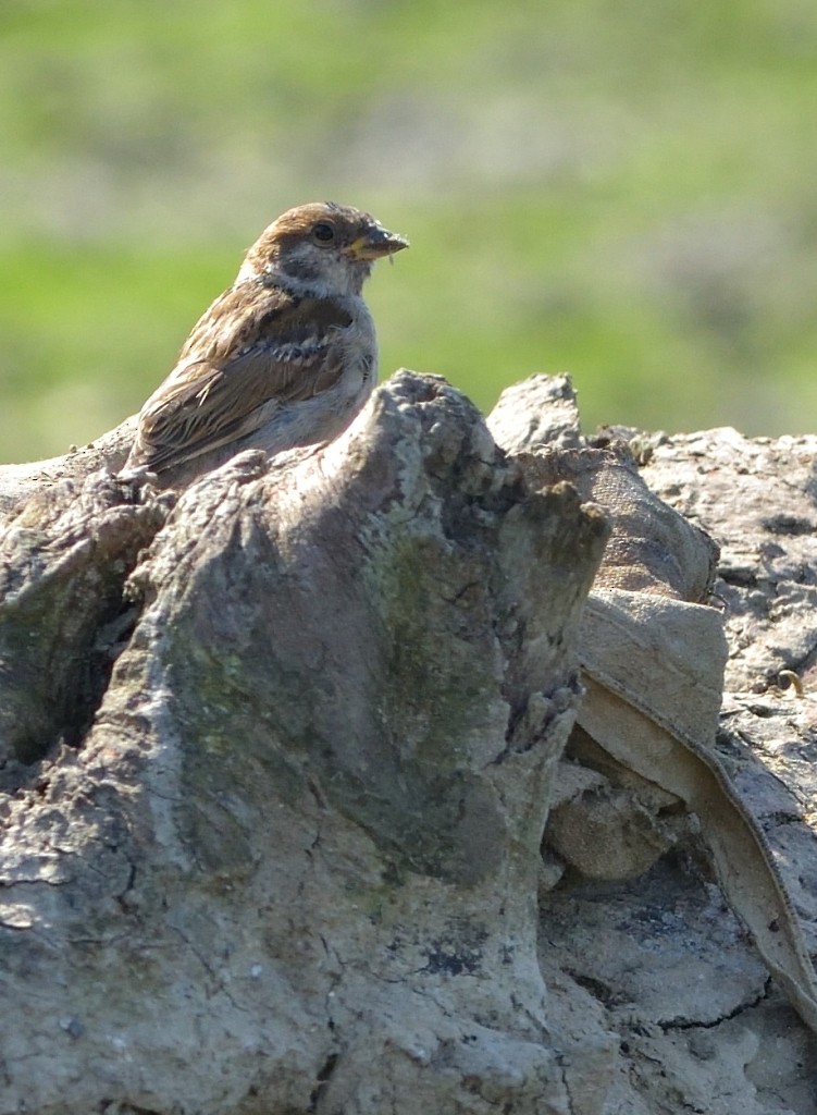 House/Eurasian Tree Sparrow - Gordan Pomorišac