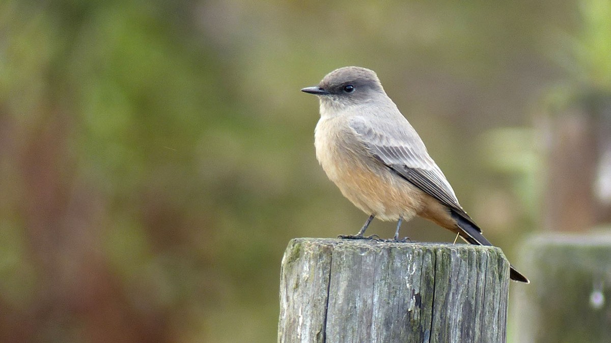 Say's Phoebe - Pete Wolf