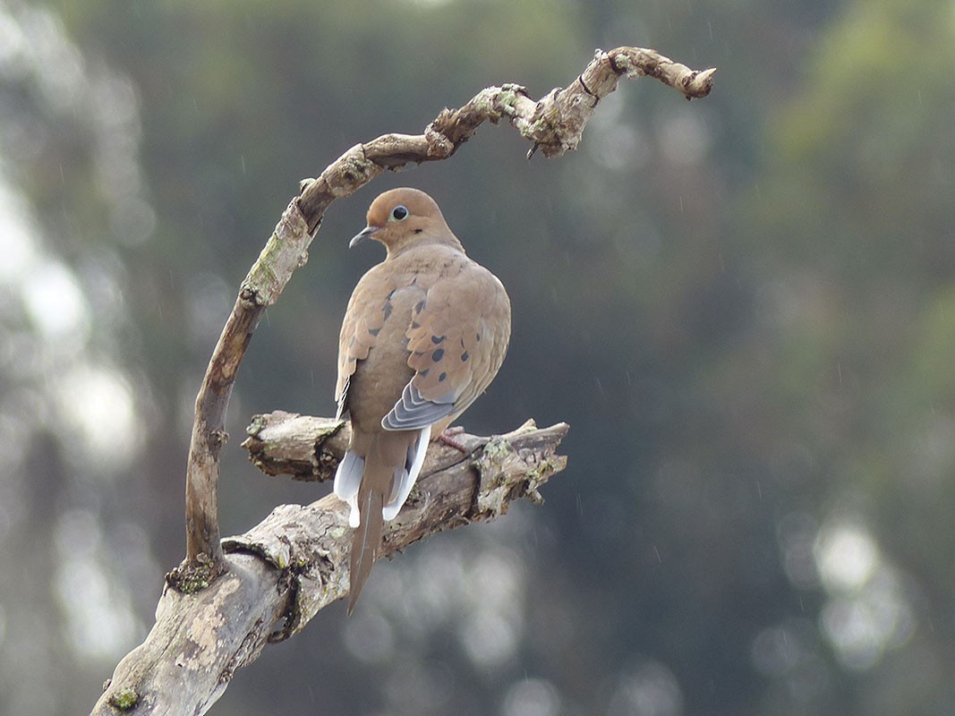 Mourning Dove - Pete Wolf