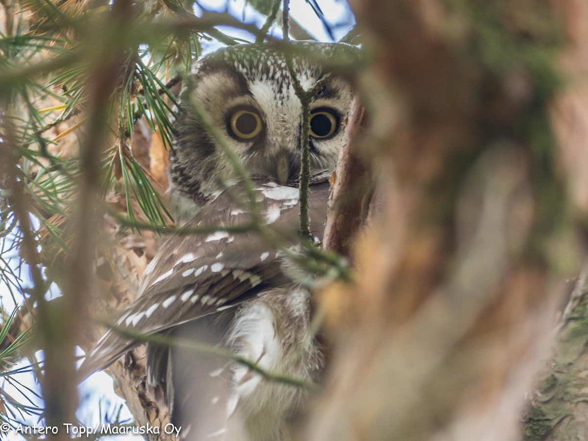 Boreal Owl - Antero Topp
