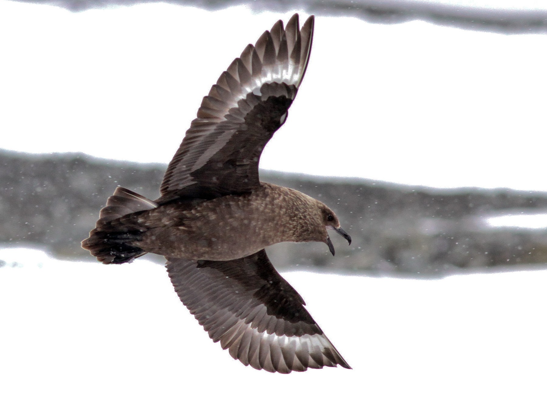 Brown Skua - Steve Kelling