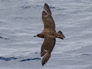  - Brown Skua