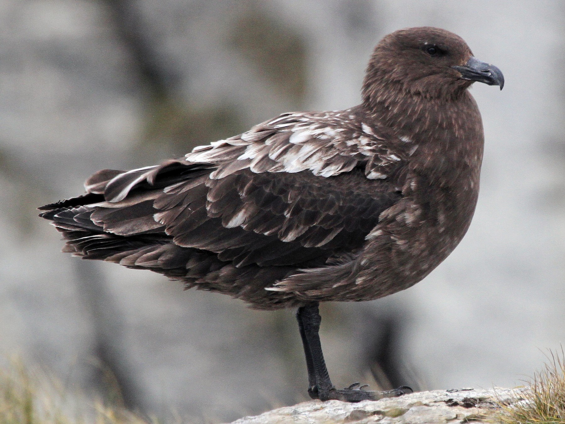 Brown Skua - Stephen Gast