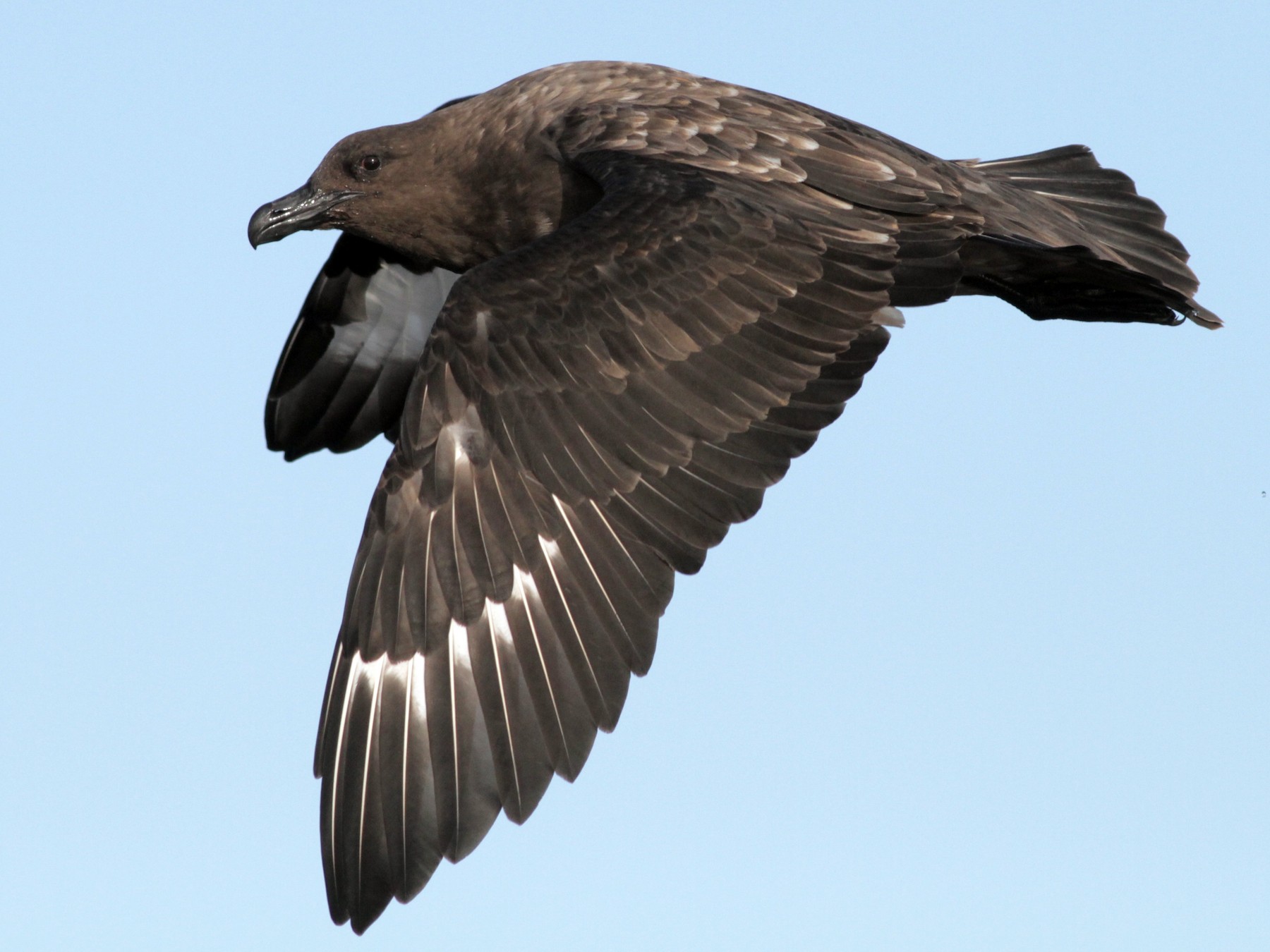 Brown Skua - Alex Wiebe