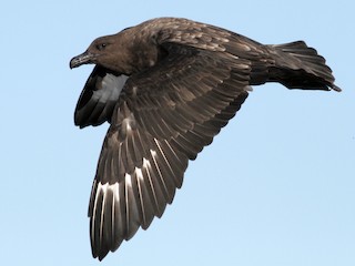  - Brown Skua