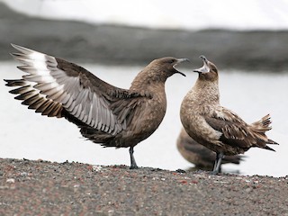 Brown Skua - eBird