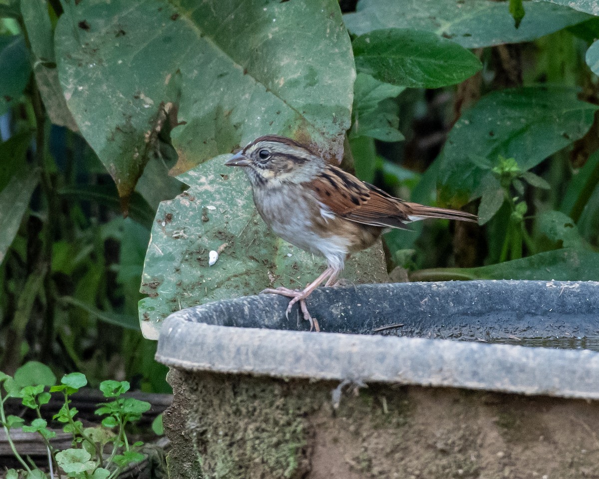 Swamp Sparrow - ML117405581