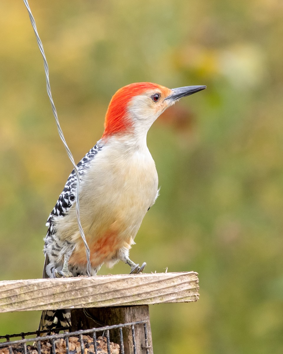 Red-bellied Woodpecker - Hank Davis