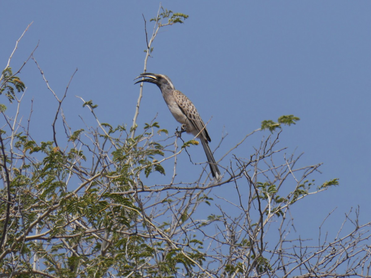 African Gray Hornbill - Mike Grant