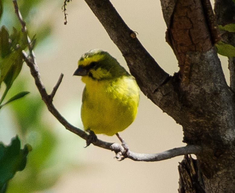 Yellow-fronted Canary - Simon Carter
