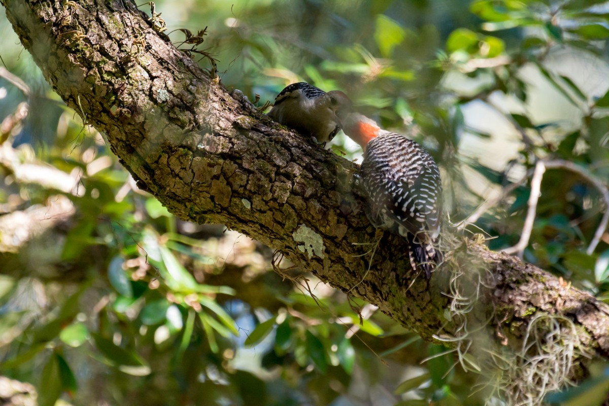 Red-bellied Woodpecker - ML117419831
