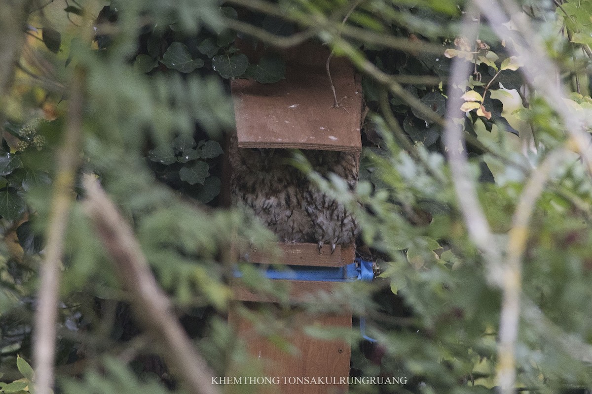 Tawny Owl - Khemthong Tonsakulrungruang