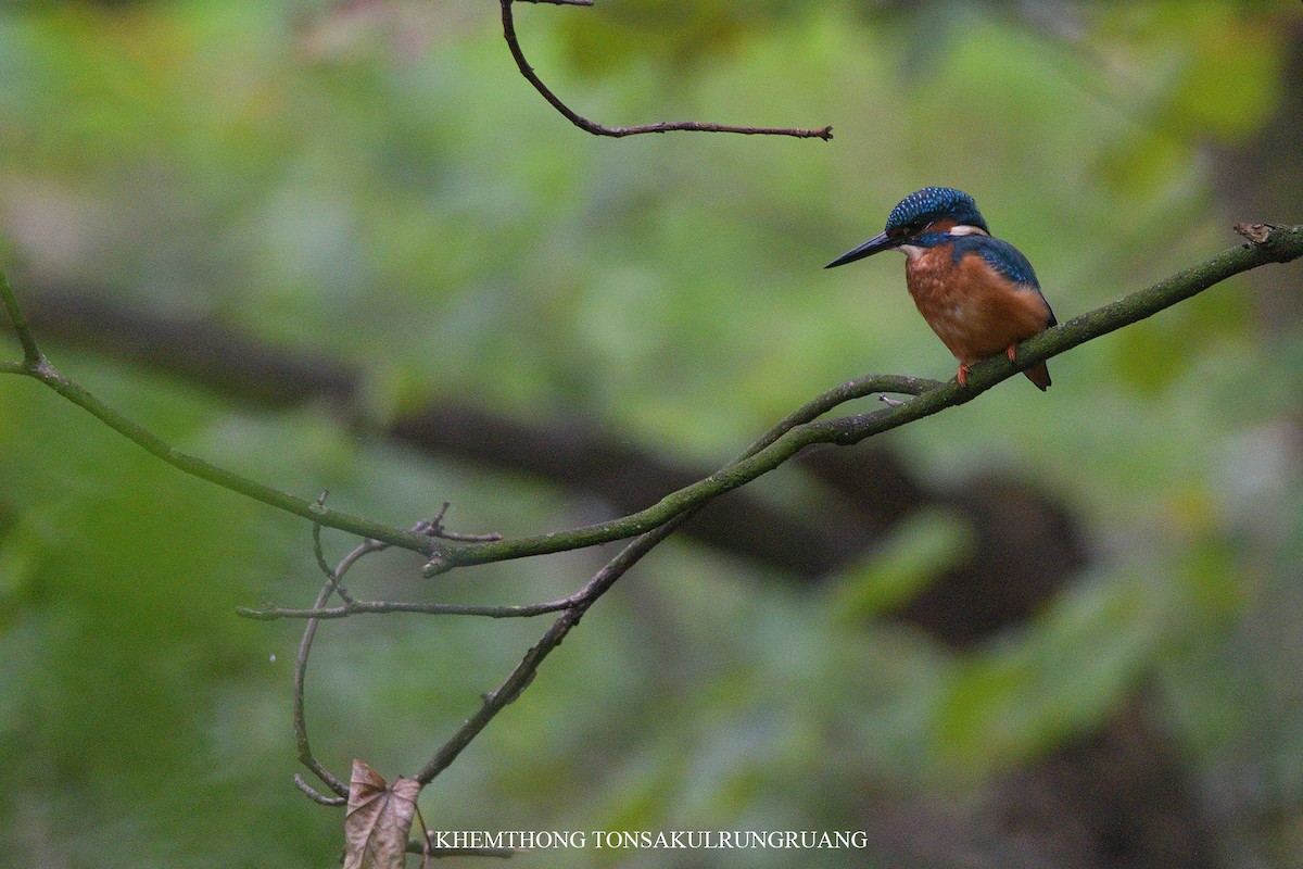 Common Kingfisher - Khemthong Tonsakulrungruang