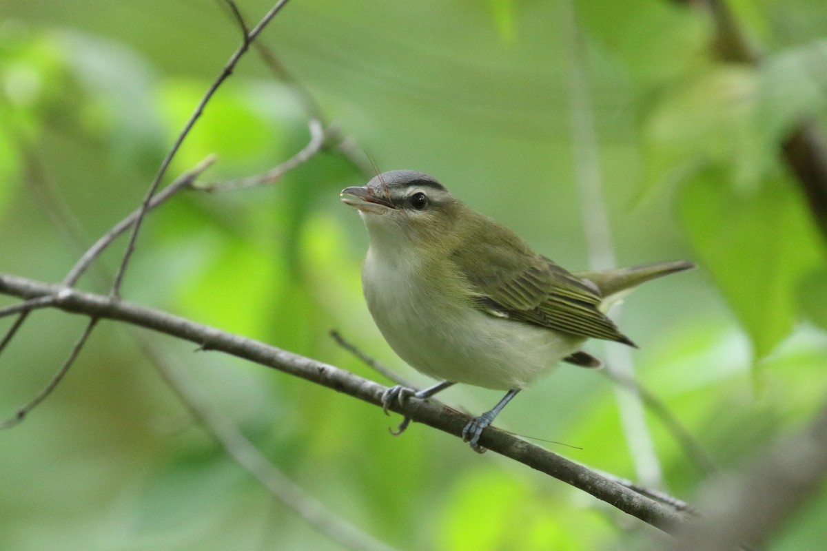 Red-eyed Vireo - Andy Sanford