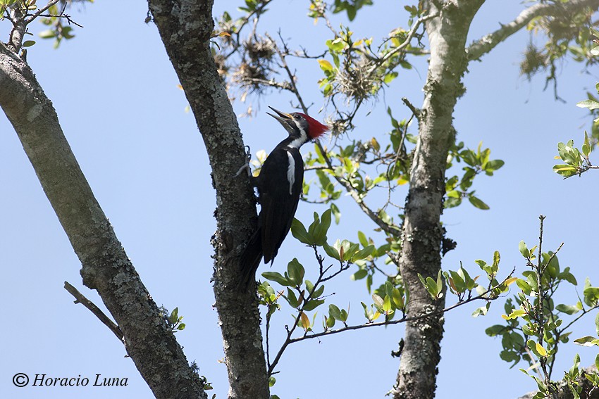 Black-bodied Woodpecker - ML117424351