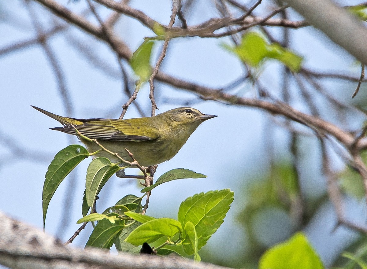 Tennessee Warbler - Denny Swaby