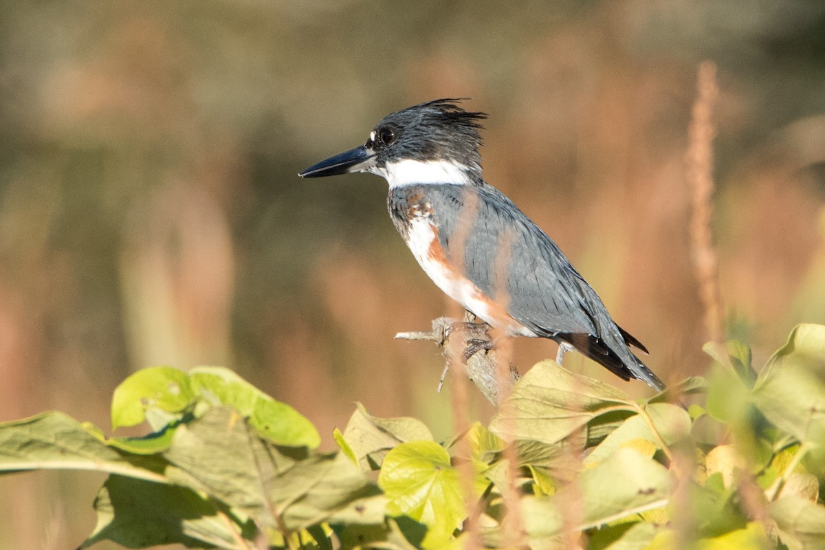 Belted Kingfisher - ML117429891