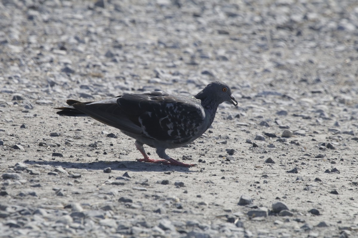 Rock Pigeon (Feral Pigeon) - Doug Kibbe
