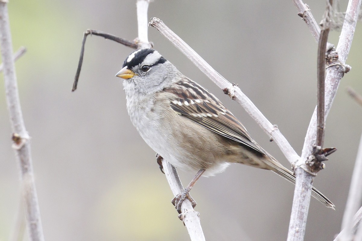 White-crowned Sparrow - ML117436501
