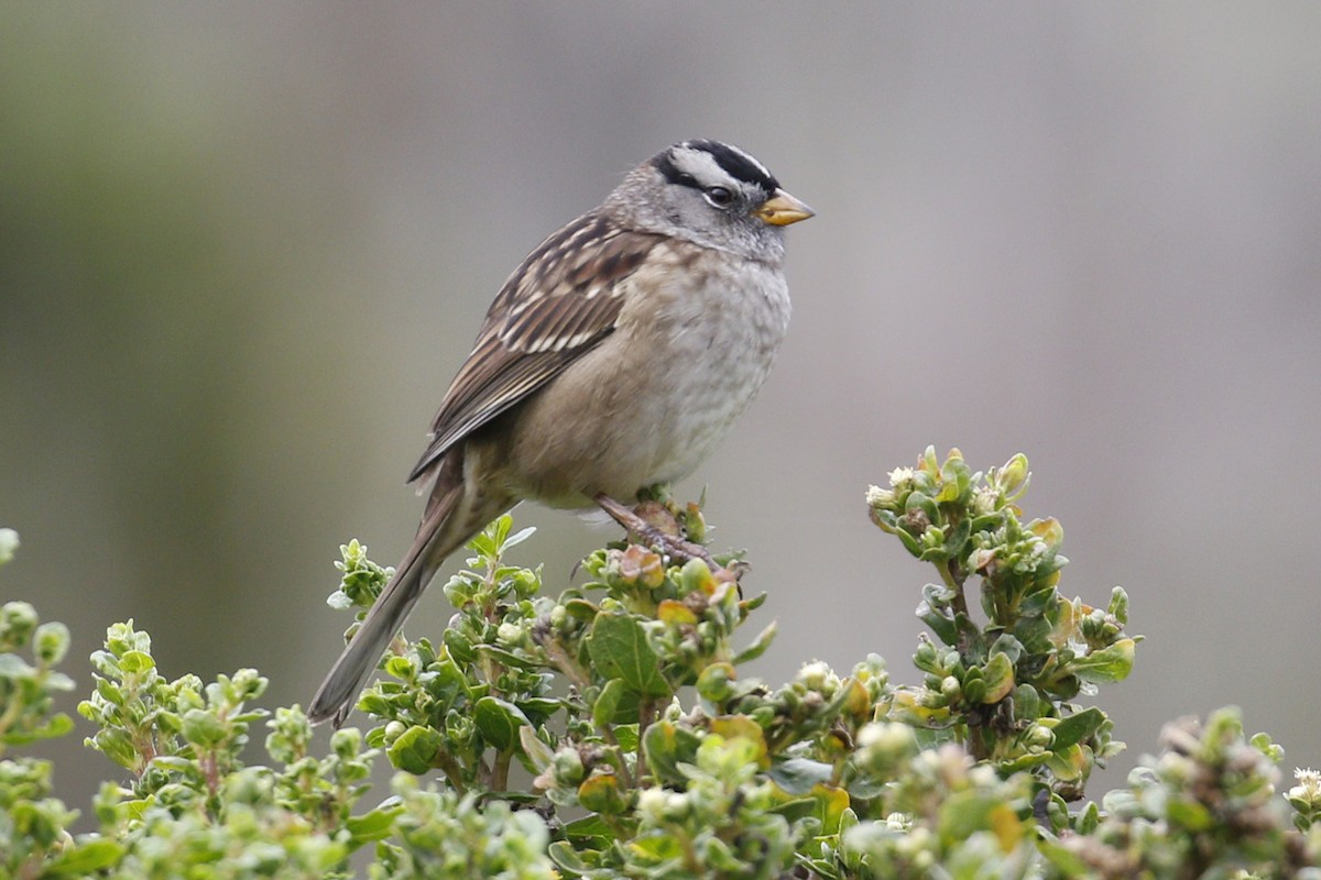 White-crowned Sparrow - ML117436521