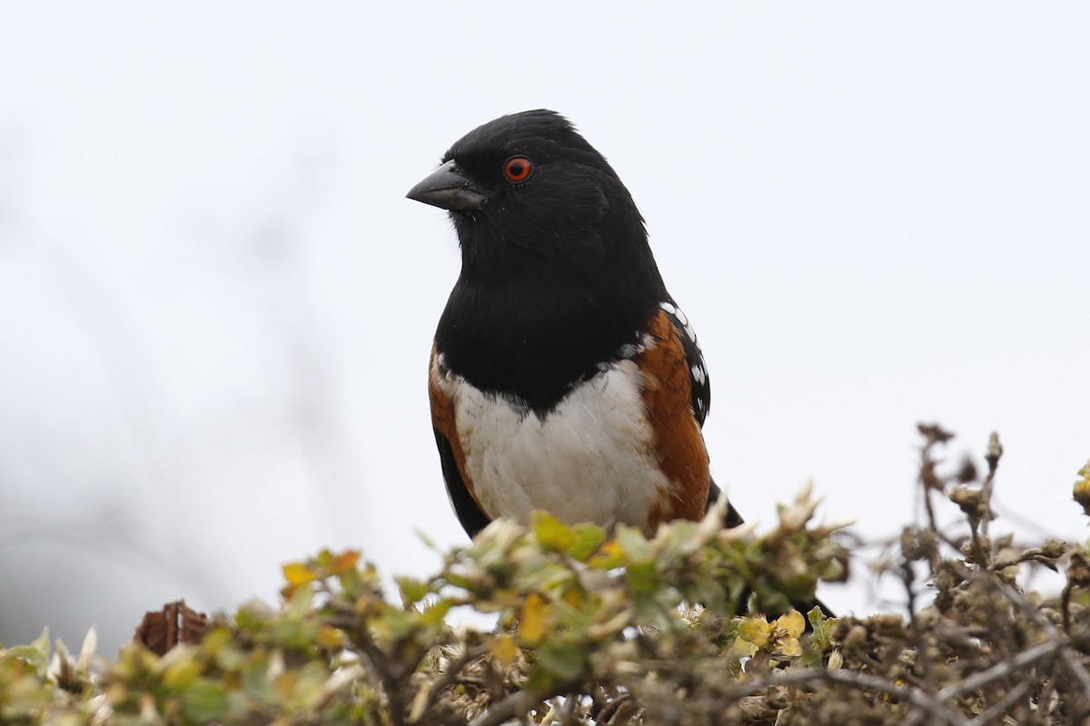 Spotted Towhee - ML117436721