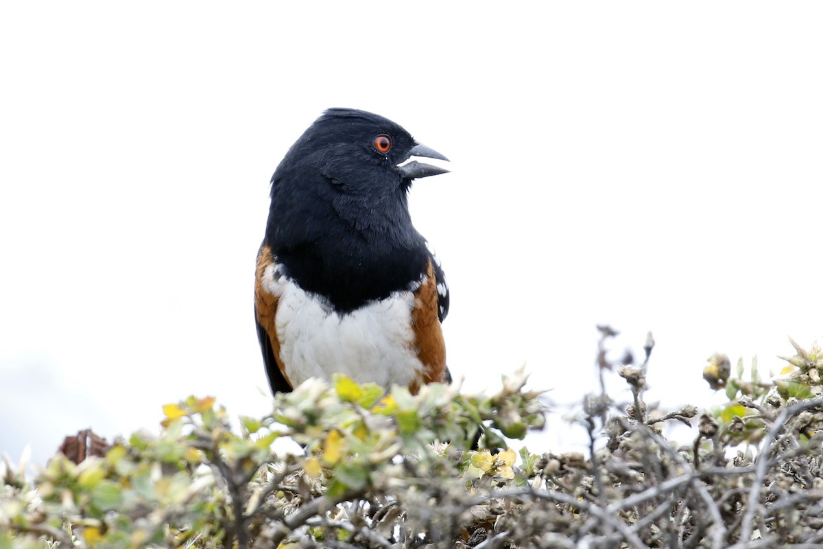 Spotted Towhee - ML117436731