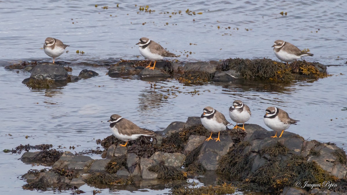 Common Ringed Plover - Jacques  Pepin