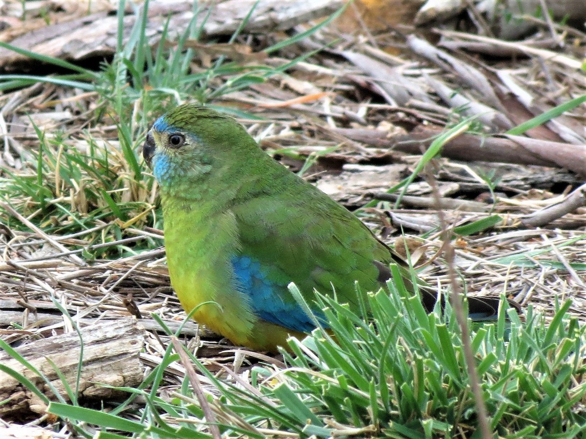 Turquoise Parrot - Ash Allnutt